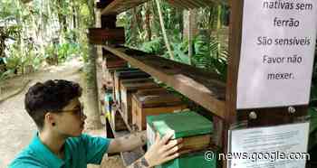 Diadema vai inaugurar meliponários do projeto “Tem Abelha no ... - Catraca Livre