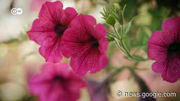 Plantas exóticas ajudam a manter a biodiversidade no jardim ... - DW (Brasil)