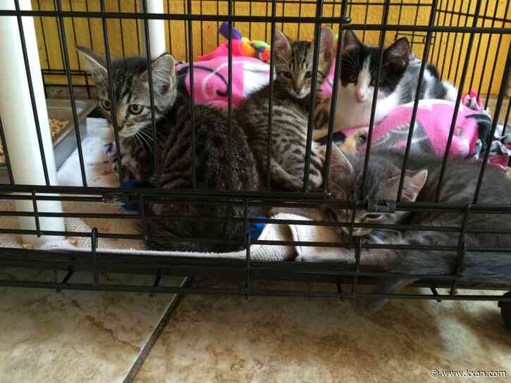 Most cats don't make it out of the Lampasas animal shelter. Now there's a plan to save more animals