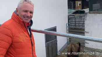 Tod von zwei Bisons bei Froschau: Wird die Bullero Ranch die neue Heimat für Bella?