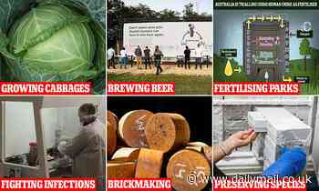 From curing sausages to brewing beer: Here's 10 potential uses of human waste