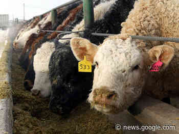 Activity picks up at Saskatchewan Auction Marts - DiscoverHumboldt.com