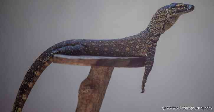 Watch: One Bite from This Deadly Lizard, And You May Only Have Hours to Live - Do Not Pet This