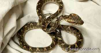 Slang reist vanuit Venezuela tussen vracht palen mee naar Antwerpen - Het Laatste Nieuws