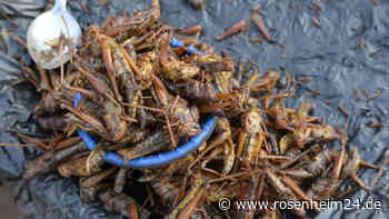 Werden wir bald Insekten essen, ohne es zu wissen, und wäre das schlimm? 