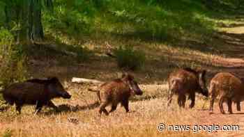 Caccia al cinghiale prorogata, Coldiretti Molise soddisfatta - Termoli Online