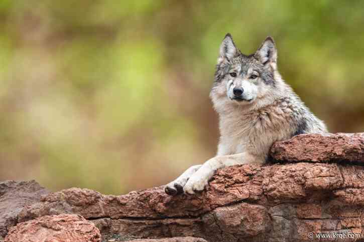 Mexican wolf 'Asha' captured in New Mexico