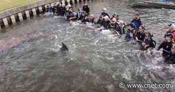See 28 Biologists Save a Lone Dolphin by Forming a Human Chain     - CNET