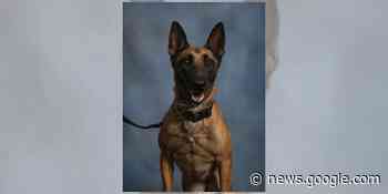 'Terrific, dedicated servant:' Chesterfield Police K-9 dies unexpectedly - WWBT