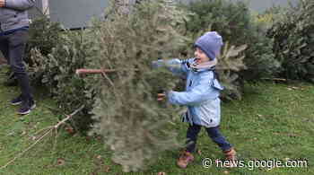 Bäume fliegen in Griesheim für den guten Zweck - baden online
