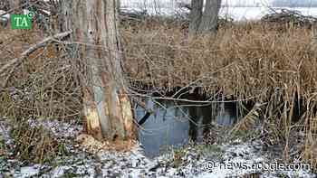 Der Biber breitet sich im Kreis Gotha aus - Thüringer Allgemeine