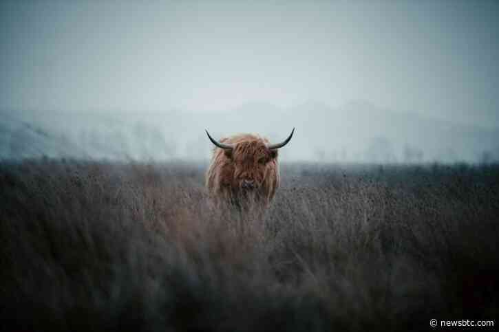 Bitcoin Puell Multiple Starts To Leave Bear Market Zone, Bull Rally Here?