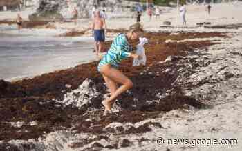 Marina seguirá encargándose del problema del sargazo en las ... - El Sol de México