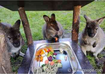 Attacke auf Kängurus - Tierpark Luckenwalde will neue Tiere - Berliner Abendblatt