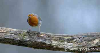 De Torenvalk telt vogels op drie Ardooise locaties - Het Laatste Nieuws