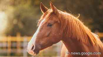 Former Kamloops MP calls on Trudeau to ban live horse exports to ... - CBC.ca