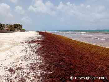 Estudios prevén menos sargazo en playas del Caribe mexicano este año - Lord Molécula Oficial