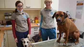 Höhere Tierarztkosten: Das sagt Ulrike Supper-Voß Hohenlockstedt - shz.de