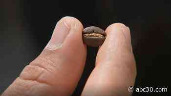 Proyecto Diaz shares family legacy, perseverance through coffee