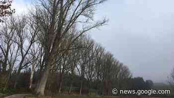 Dieses Projekt spart sich Trossingen nächstes Jahr - Schwäbische