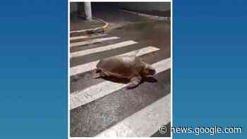 Tartaruga 'atravessa na faixa' na orla de Aracruz e vídeo viraliza - A Gazeta ES