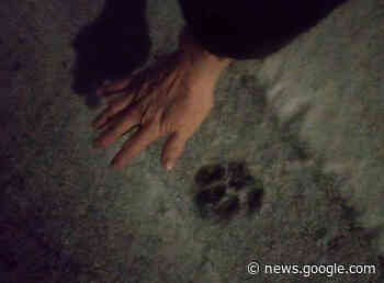 Penticton resident warns community after cougar kills cat - Penticton ... - Castanet.net