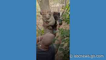 WATCH:  Thirsty koala cozies up next to decorative doppelgänger