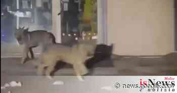 Campobasso città dei… ‘lupi’? - isnews.it