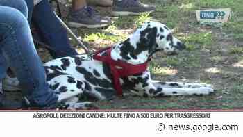 Agropoli, deiezioni canine: multe fino a 500 euro per trasgressori - Uno Tv Web
