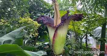 Reuzenaronskelk staat voor 48 uur in bloei in Plantentuin Meise - Het Laatste Nieuws