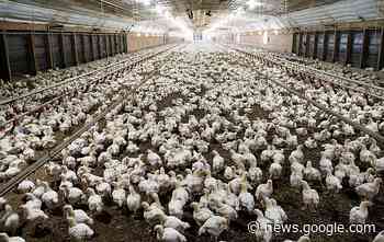 Arkansas agriculture researchers get $1M grant to study robot aided ... - Northwest Arkansas Democrat-Gazette