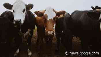 This week's agriculture events: 23 to 27 January 2023 - Food For Mzansi