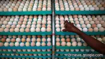 Globalisierung: Die lange Reise der Eier von Indien nach Singapur - Süddeutsche Zeitung - SZ.de