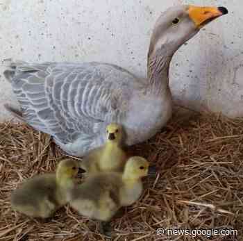 Vogelpest im Landkreis Schmalkalden-Meiningen - Thüringen im Blick