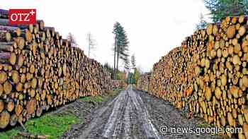 Nach Baumfällungen bei Ruppersdorf: Forstexperte widerspricht ... - Ostthüringer Zeitung