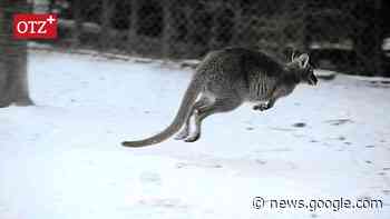 Suchhund soll das in Meilitz vermisste Känguru finden - Ostthüringer Zeitung