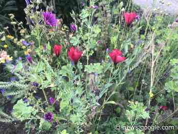 Meine kleine Mini-Blumenwiese - Bad Friedrichshall - http://meine.stimme.de/