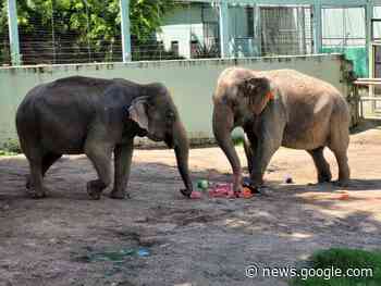 Zoo Pomerode comemora aniversário de 63 anos de elefante - Jornal de Pomerode