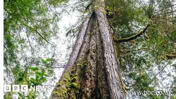 The ancient trees at the heart of a case against the Crown