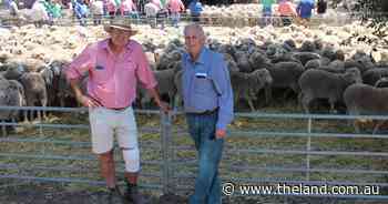 Wethers reach $136 at Deni