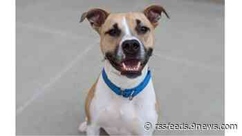 Adopted! Daisy finds a home after 119 days in the shelter