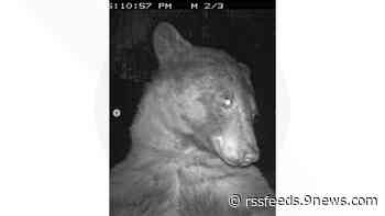 Bear smiles, waves captured on Boulder wildlife camera