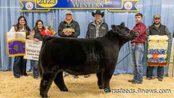 Colorado-raised Grand Champion Steer auctions for record price