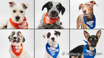 Meet the Colorado rescue and shelter pups in the 2023 Puppy Bowl