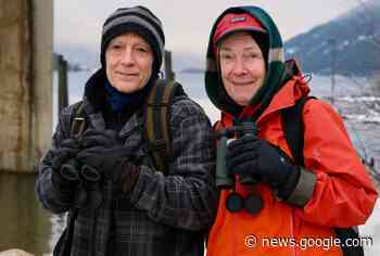 Nelson birders walk the lakeshore for Christmas bird count - Castlegar News