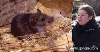 Muis in huis? Op de kat hoef je niet te rekenen. Maar zo geraak je er ... - Het Laatste Nieuws