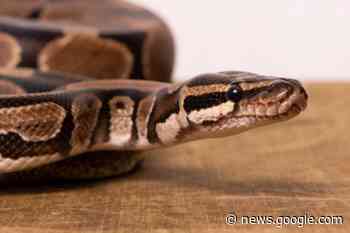 Human Interest, News | Seeking new home for Taz - AngusWorld