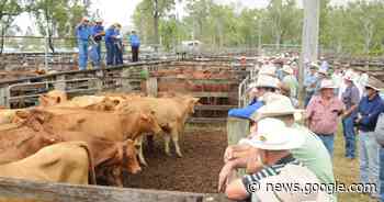 Angus cross weaner steers average 570c/kg at Eidsvold - Queensland Country Life
