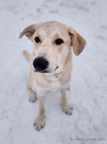 AGM coming up for Weyburn Humane Society - DiscoverWeyburn ... - DiscoverWeyburn.com