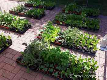 Transition Cornwall+ calling for experienced gardeners' assistance - Cornwall Standard-Freeholder